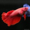 Betta Femelle Halfmoon - Betta Splendens