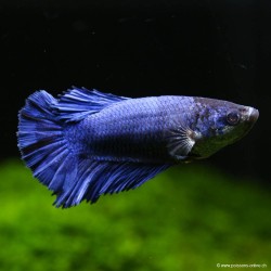 Betta Femelle Halfmoon - Betta Splendens