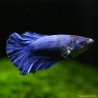 Betta Femelle Halfmoon - Betta Splendens