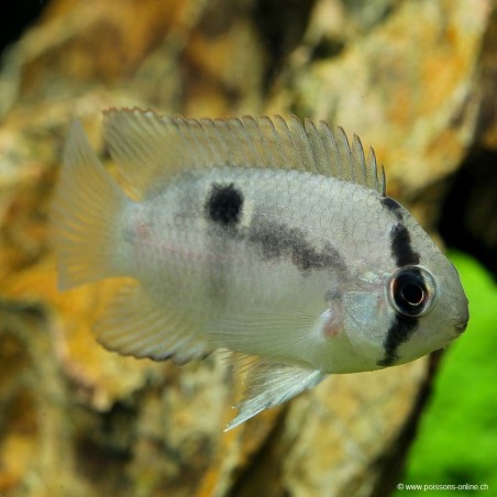 Cichlid Maroni - Aequidens Maroni