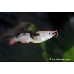 Grosser Halbschnabelhechtling - Nomorhamphus Liemi