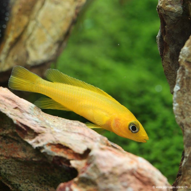 Lemon Lamprologus - Neolamprologus Leleupi