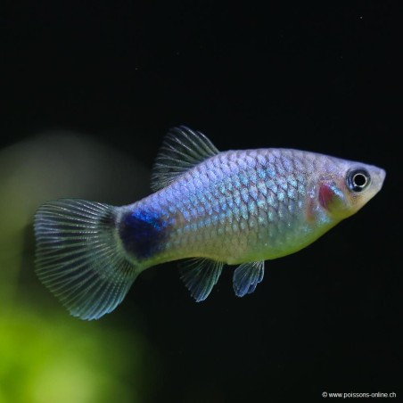 Platy Blue Mickey Mouse - Xiphophorus Maculatus