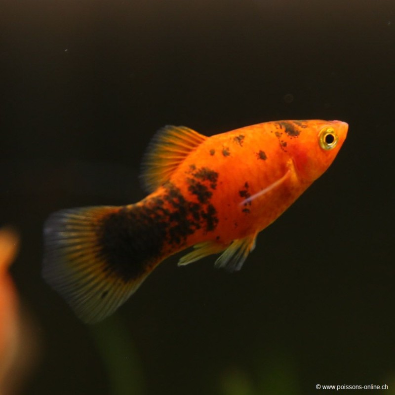 Calico Red Platy - Xiphophorus Maculatus