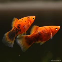 Calico Red Platy - Xiphophorus Maculatus
