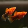 Calico Red Platy - Xiphophorus Maculatus