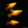 Plamey Sunset Hi-Si-Pin - Xiphophorus Maculatus