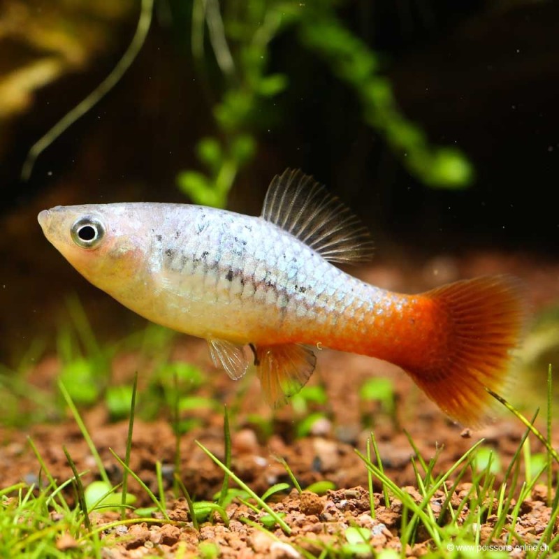 Platy Variatus Green - Xiphophorus Variatus
