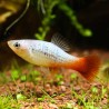 Platy Variatus Green - Xiphophorus Variatus