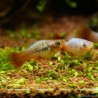 Platy Variatus Green - Xiphophorus Variatus