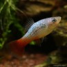 Platy Variatus Green - Xiphophorus Variatus