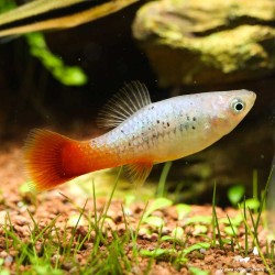 Platy Variatus Green - Xiphophorus Variatus