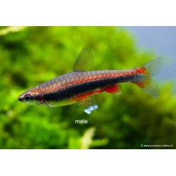 Poisson Crayon Doré - Nannostomus Beckfordi