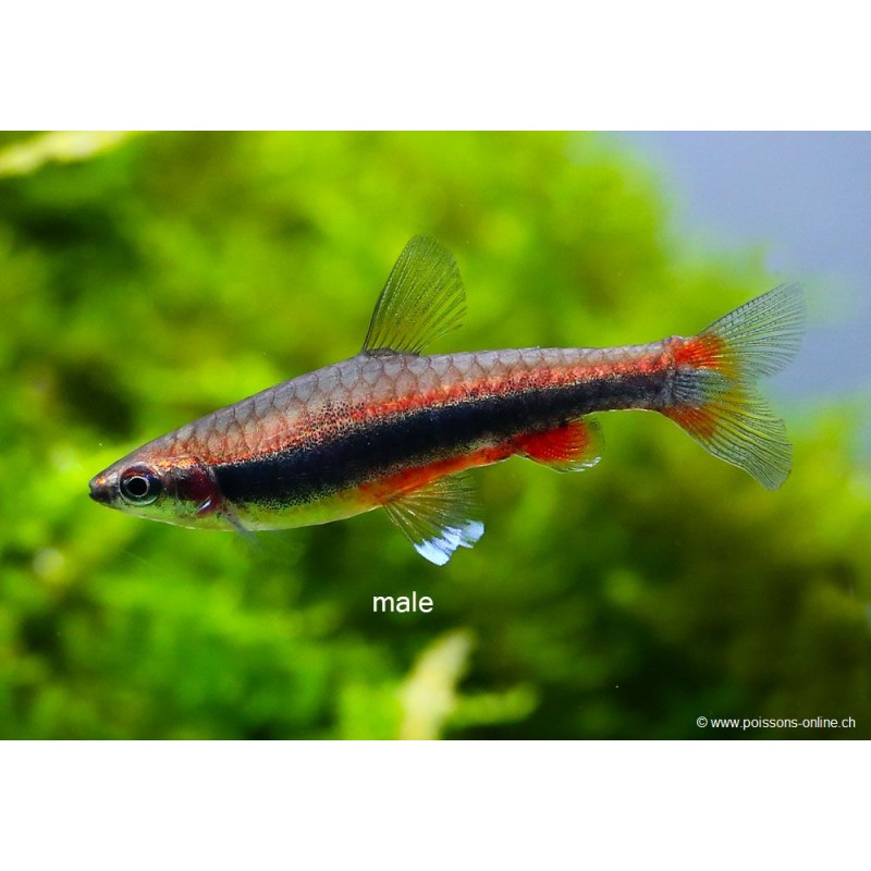 Längsbandziersalmler - Nannostomus Beckfordi