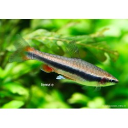 Längsbandziersalmler - Nannostomus Beckfordi