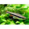 Poisson Crayon Doré - Nannostomus Beckfordi