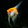 Skalare Red Devil - Pterophyllum Scalare