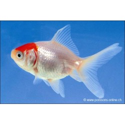 Voile de chine - Cap Rouge - Carassius auratus