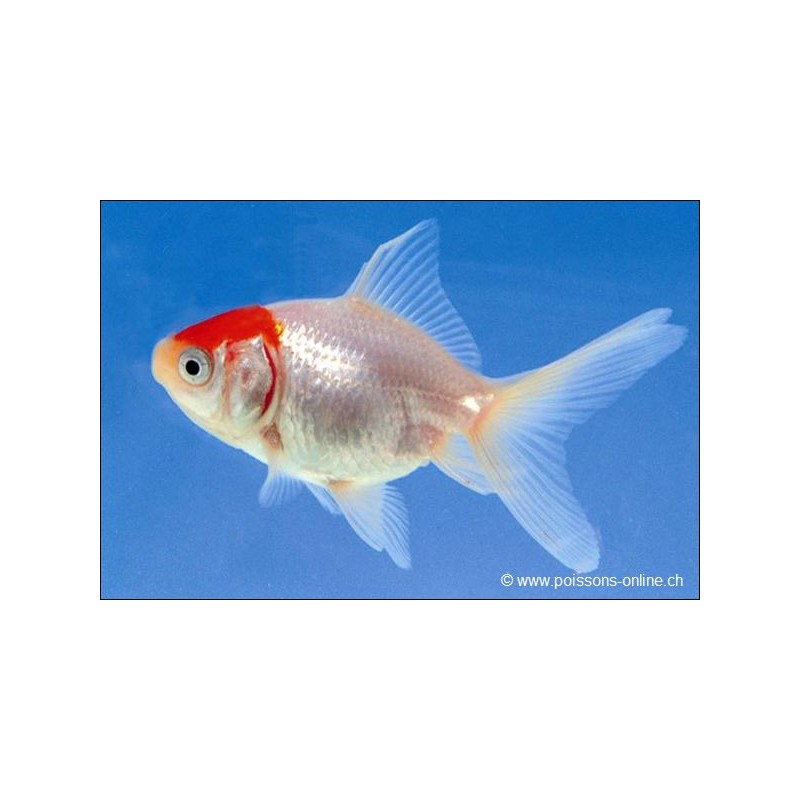 Voile de chine - Cap Rouge - Carassius auratus