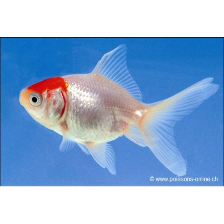 Voile de chine - Cap Rouge - Carassius auratus