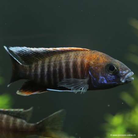 Fata Cichlid - Aulonocara Jacobfreibergi