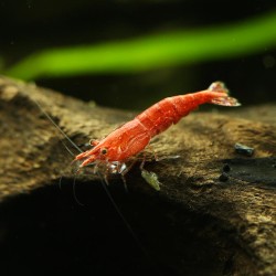 Cherry di gamberetti - Neocaridina Davidi