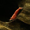 Crevette Cerise - Neocaridina Davidi