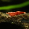 Red Cherry Garnele - Neocaridina Davidi