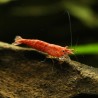 Red Cherry Garnele - Neocaridina Davidi