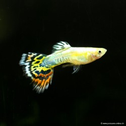 Guppy Mann Pineapple Cobra - Poecilia Reticulata