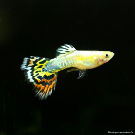 Guppy Mann Pineapple Cobra - Poecilia Reticulata