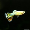 Guppy Masc. COBRA PINEANA - Poecilia Reticulata