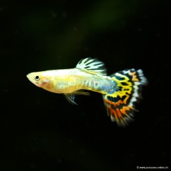 Guppy Mann Pineapple Cobra - Poecilia Reticulata