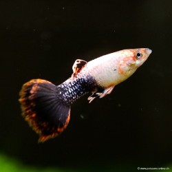 Guppy Mann Pink Tuxedo - Poecilia Reticulata