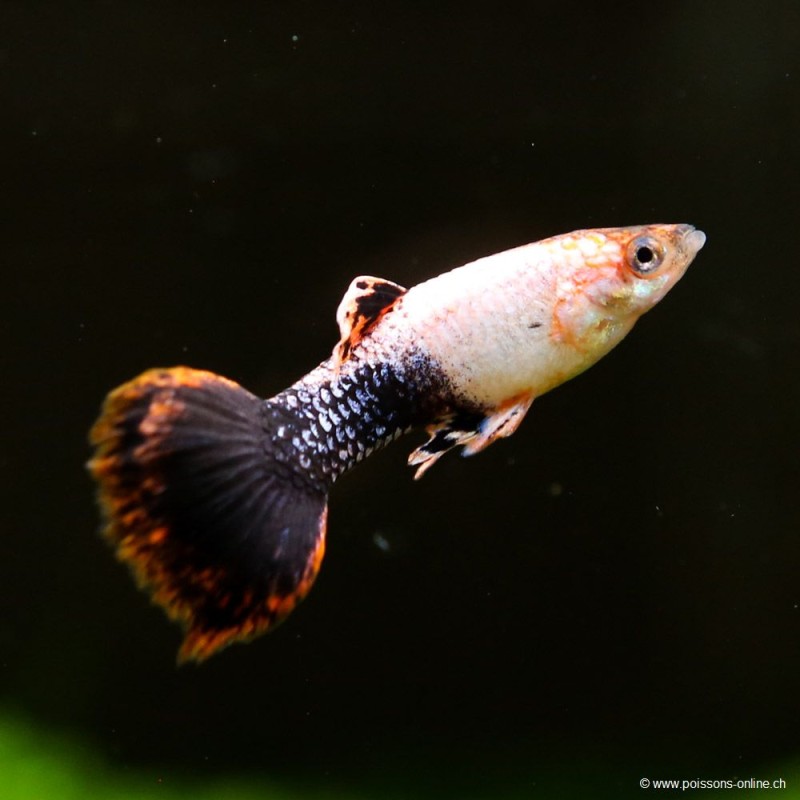 Guppy Mann Pink Tuxedo - Poecilia Reticulata