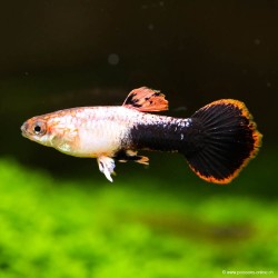 Guppy Mann Pink Tuxedo - Poecilia Reticulata