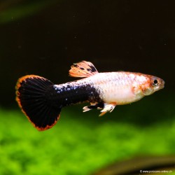 Guppy Mann Pink Tuxedo - Poecilia Reticulata