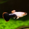 Guppy Mann Pink Tuxedo - Poecilia Reticulata