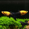 Molly Gold-Black Lyra - Poecilia Sphenops