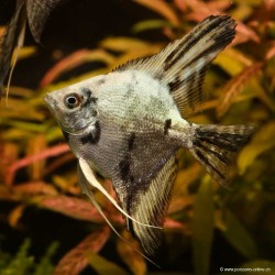 Scalaire Blue Pinoy - Pterophyllum Scalare