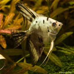 Scalaire Blue Pinoy - Pterophyllum Scalare
