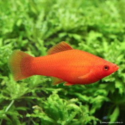 Schwertträger Rot Velvet - Xiphophorus Helleri
