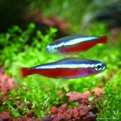 Roter Neonsalmler - Paracheirodon Axelrodi