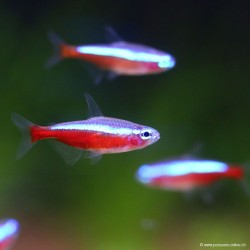 Cardinale Neon Tetra - Paracheirodon Axelrodi