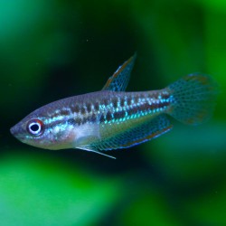 Knurrender Zwergfadenfisch - Trichopsis Pumila