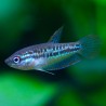 Gourami Grupier (Pumila) - Trichopsis Pumila