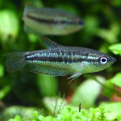 Knurrender Zwergfadenfisch - Trichopsis Pumila