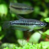 Knurrender Zwergfadenfisch - Trichopsis Pumila
