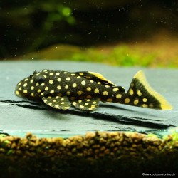 Orangesaumwels - L177 Baryancistrus Sp.