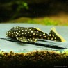Orangesaumwels - L177 Baryancistrus Sp.